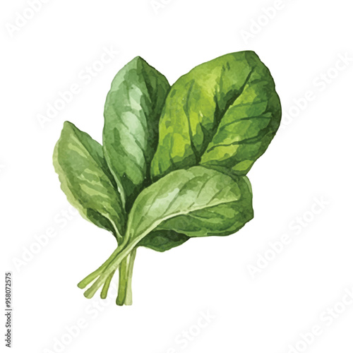 watercolor of Spinach isolated white background