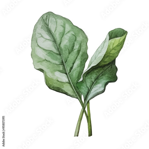 watercolor of Spinach isolated white background