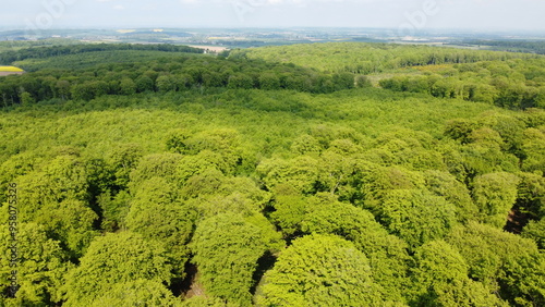 forêt vue de drone