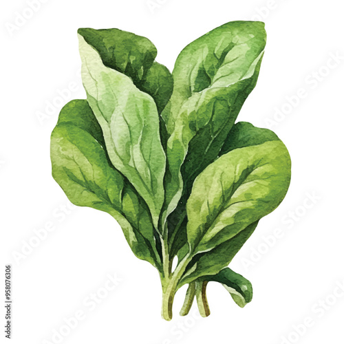 watercolor of Spinach isolated white background