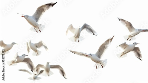 Flock of Seagulls. Birds Flying in the Sky Isolated on White Background