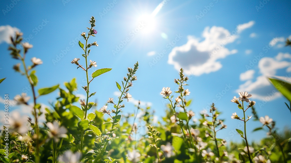 Bright sunlight illuminating a field of wildflowers under a clear blue sky on a sunny day Bright sunlight illuminating a field of wildflowers under a clear blue sky on a sunny day