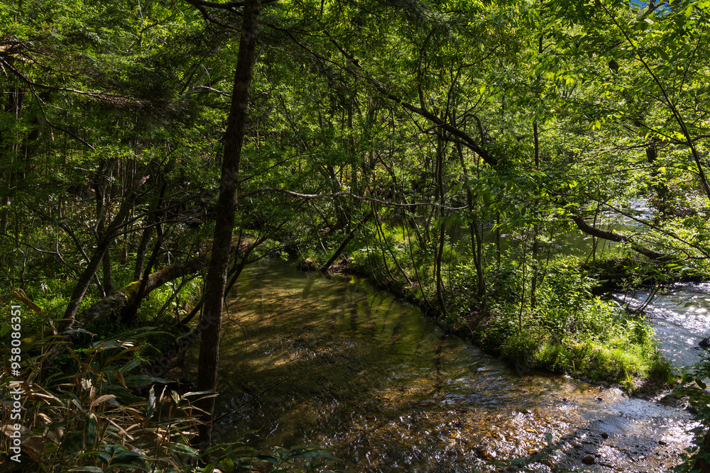 Obraz premium 日本の風景・初夏 長野 新緑の上高地