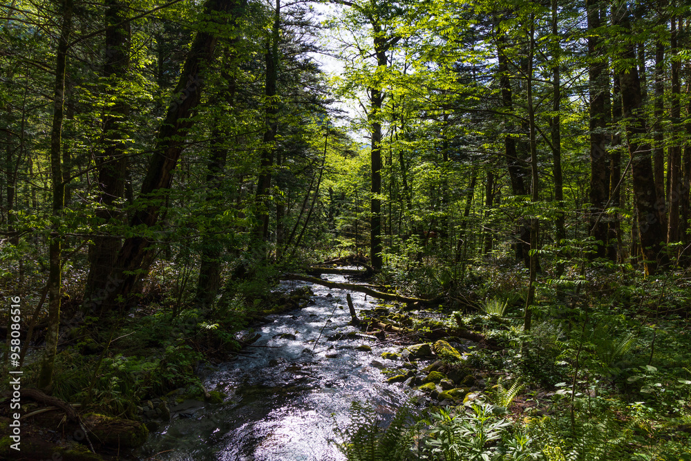 Obraz premium 日本の風景・初夏 長野 新緑の上高地