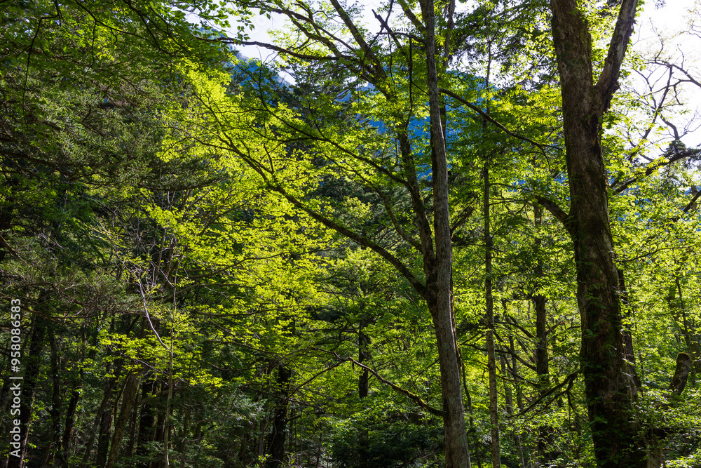 日本の風景・初夏 長野 新緑の上高地 日本の風景・初夏 長野 新緑の上高地