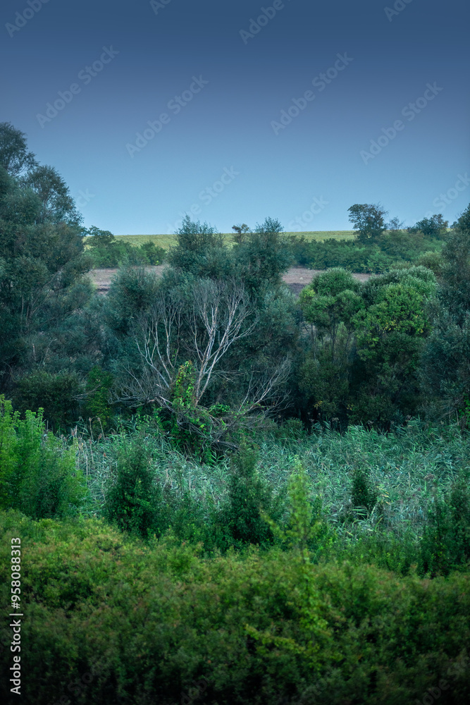 Obraz premium Forest landscape , field near the woodlands. Green grass and green field , summer morning , sunrise , foggy morning , blue sky , green trees . Misty weather