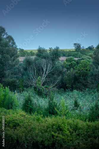 Forest landscape , field near the woodlands. Green grass and green field , summer morning , sunrise , foggy morning , blue sky , green trees . Misty weather