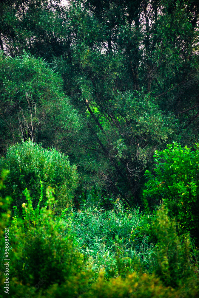 Obraz premium Forest landscape , field near the woodlands. Green grass and green field , summer morning , sunrise , foggy morning , blue sky , green trees . Misty weather