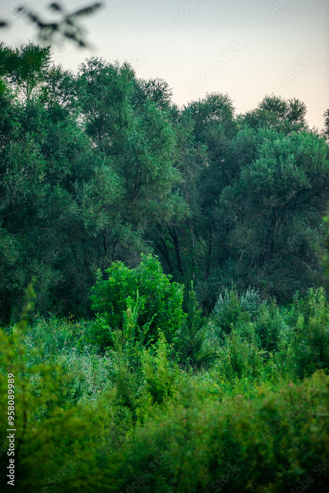 Summer landscape with trees at the morning . Morning cold colors , green trees and leaves . Wild forest with field . Nature landscape , summer trees. Misty morning , sunrise . Fog over the trees Summer landscape with trees at the morning . Morning cold colors , green trees and leaves . Wild forest with field . Nature landscape , summer trees. Misty morning , sunrise . Fog over the trees