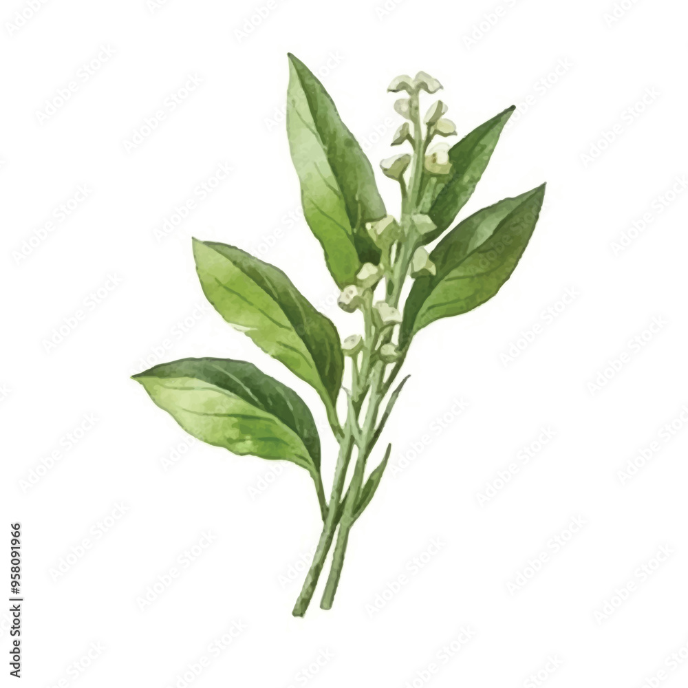 Fototapeta premium watercolor of Water spinach isolated white background