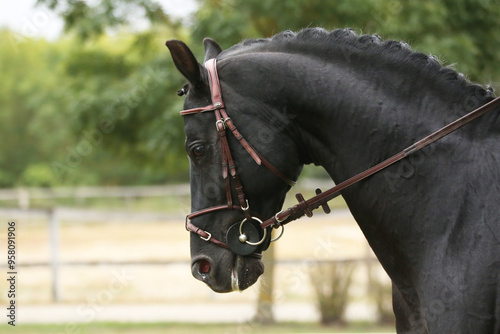 Extreme closeup of a domestic saddle horse on a rural animal farm. Portrait of an anglo arabian black colored stallion against green natural background