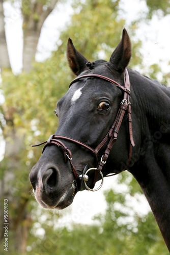 Extreme closeup of a domestic saddle horse on a rural animal farm. Portrait of an anglo arabian black colored stallion against green natural background