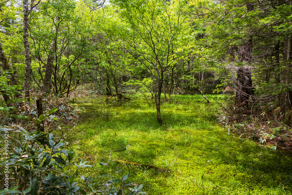 日本の風景・初夏　長野　新緑の上高地