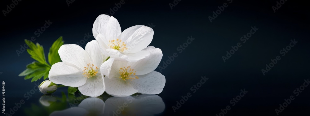 Obraz premium Two white flowers atop a black table, near a green, leafy plant on a reflective surface