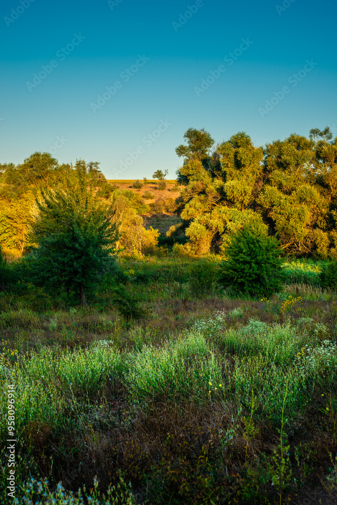 Morning in the forest wild field . Sunny morning , summer landscape with sunrise , yellow and golden colors over the trees and forest . Green field with flowers and grass. Green trees , nature . Lands Morning in the forest wild field . Sunny morning , summer landscape with sunrise , yellow and golden colors over the trees and forest . Green field with flowers and grass. Green trees , nature . Lands