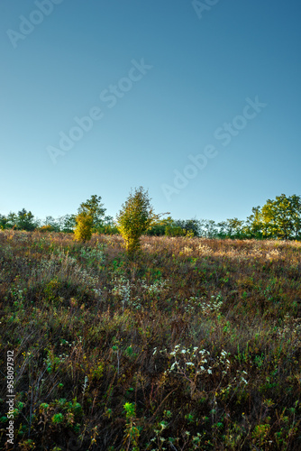 Morning in the forest wild field . Sunny morning , summer landscape with sunrise , yellow and golden colors over the trees and forest . Green field with flowers and grass. Green trees , nature . Lands