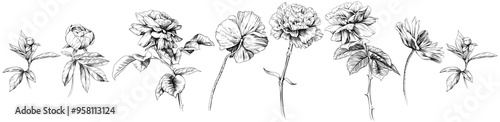 Hand drawn rose flowers and leaves isolated on white background. Wildflowers collection.