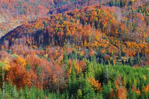 Fototapeta Naklejka Na Ścianę i Meble -  Colorful mountains in fall - Beskids in Poland