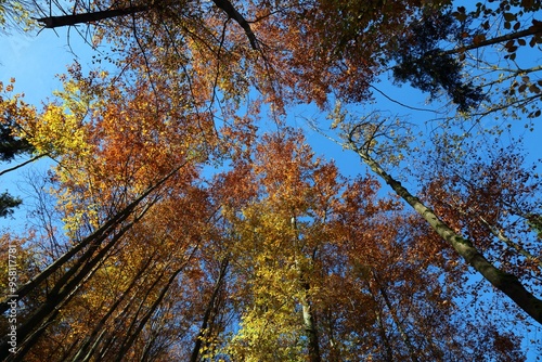 Fototapeta Naklejka Na Ścianę i Meble -  Looking up in forest in fall, Poland Beskids