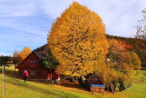 Fototapeta Naklejka Na Ścianę i Meble -  Linden tree in fall in Poland