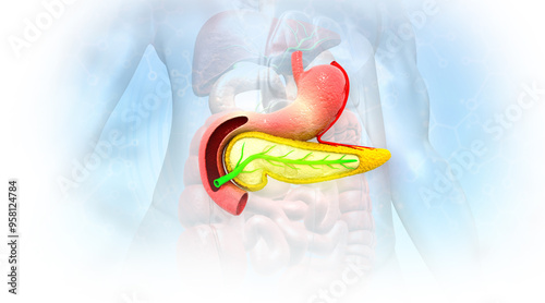 Human pancreas anatomy on medical background. 3d illustration..