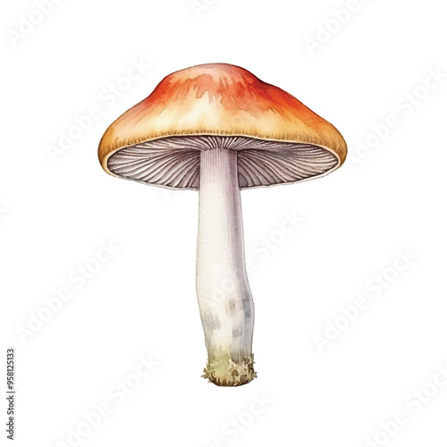 watercolor of Mushroom isolated white background