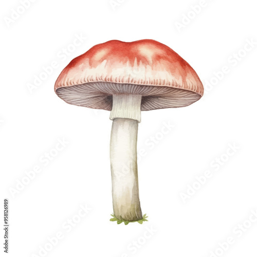 watercolor of Mushroom isolated white background