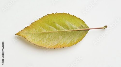 A quince leaf, elliptical and finely serrated with a soft, velvety texture