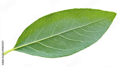 A quince leaf, elliptical and finely serrated with a soft, velvety texture