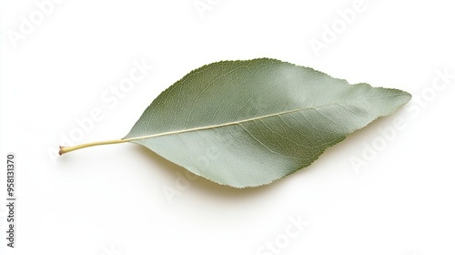 A quince leaf, elliptical and finely serrated with a soft, velvety texture