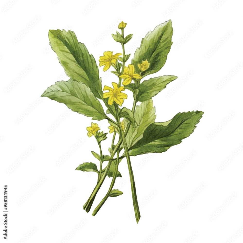 Naklejka premium watercolor of Mustard greens isolated white background