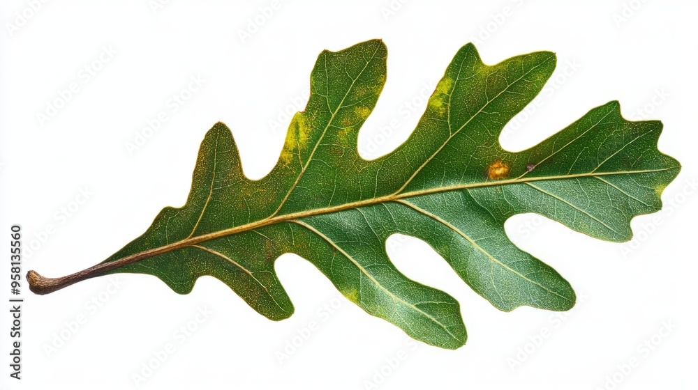 Fototapeta premium A single swamp chestnut oak leaf, oblong with a wavy margin, turning from green to bronze