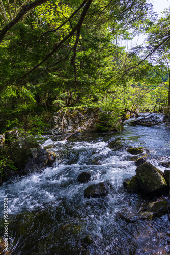 日本の風景・初夏　長野　新緑の上高地　明神池