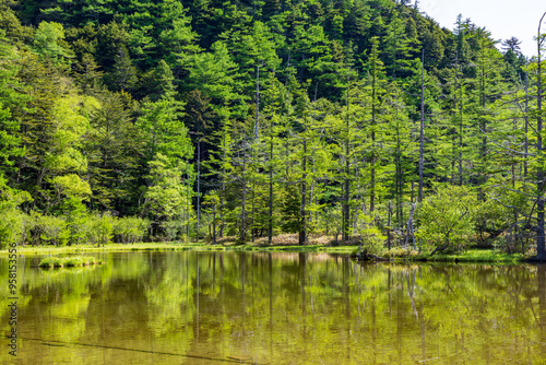 日本の風景・初夏　長野　新緑の上高地　明神池