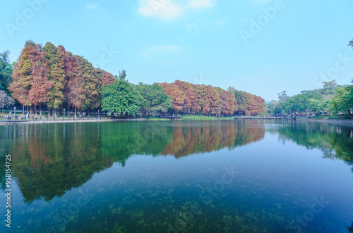 A grove of fallen cedar trees reflecting on the water at the park lake in the fall