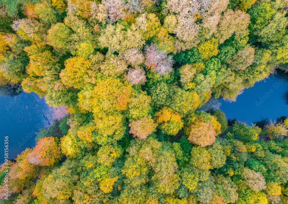 Naklejka premium Autumn Season in the Yedigoller Drone Photo, Yedigoller National Park Bolu, Turkiye (Turkey)