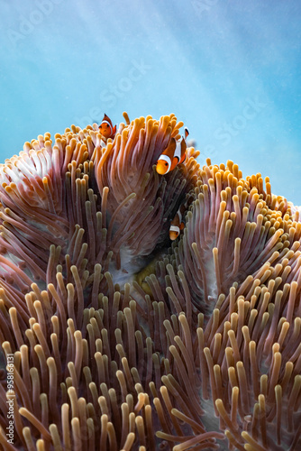 Wallpaper Mural Clown fish living in a sea anemone. Underwater life photos. Torontodigital.ca