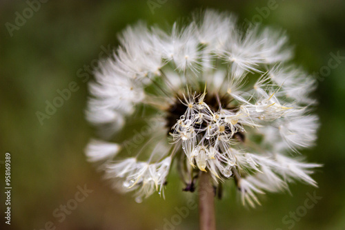 dandelion head