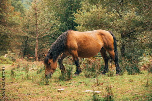 Brown horse grazing in a lush forest