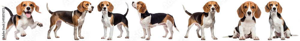 Beagle dog mammal png cut out element set