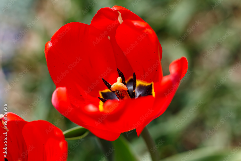 Beautiful red tulip. Blooming tulip flower