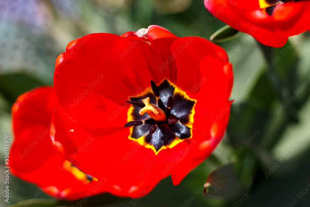 Beautiful red tulip. Blooming tulip flower Beautiful red tulip. Blooming tulip flower