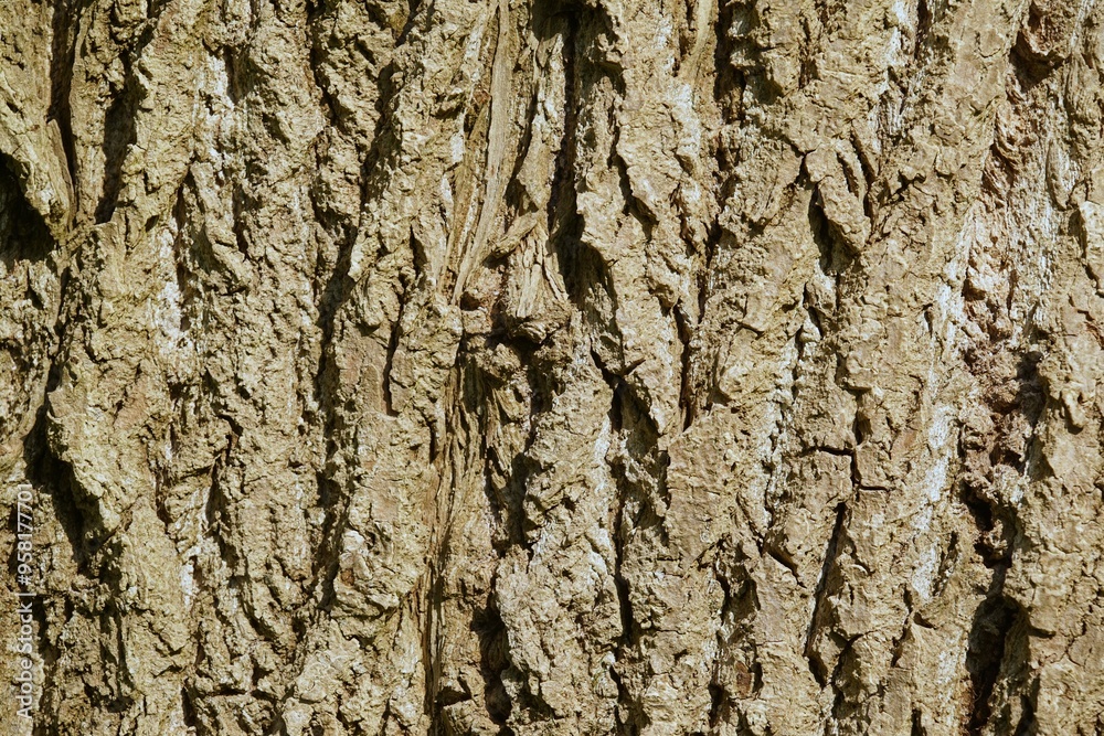 Bark of the quaking aspen, Populus tremula, in summer
Bark of the quaking aspen, Populus tremula, in summer