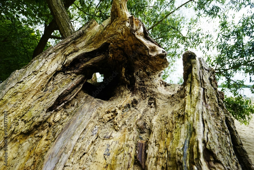 Fototapeta premium Crooked willow on the banks of the Elbe
