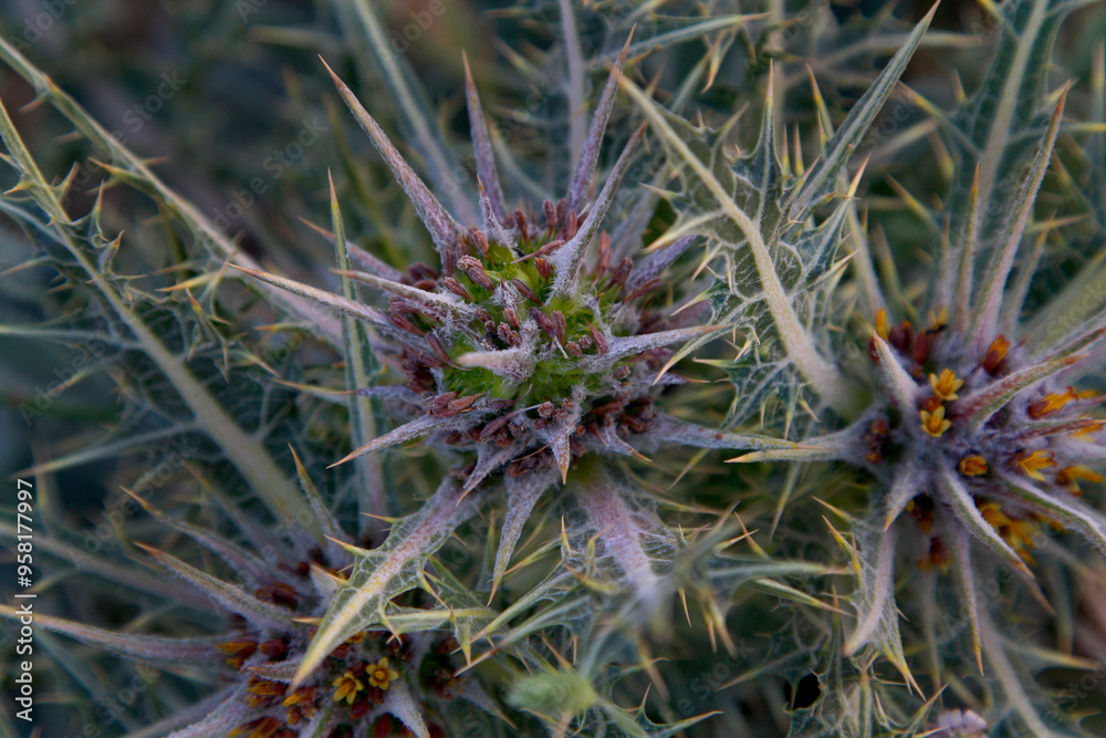 Fototapeta premium Spring artichoke in a roadside plot