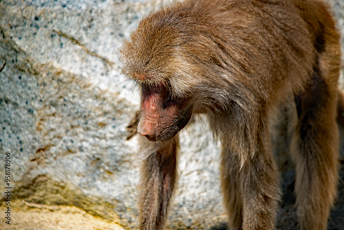 Nahaufnahme eines Pavian im Augsburger Zoo photo