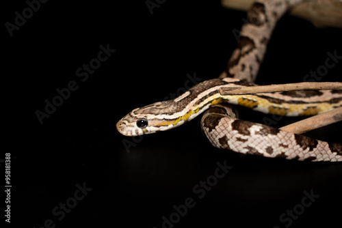 Close-up Corn Snake (Anerythristic) isolated on black background.