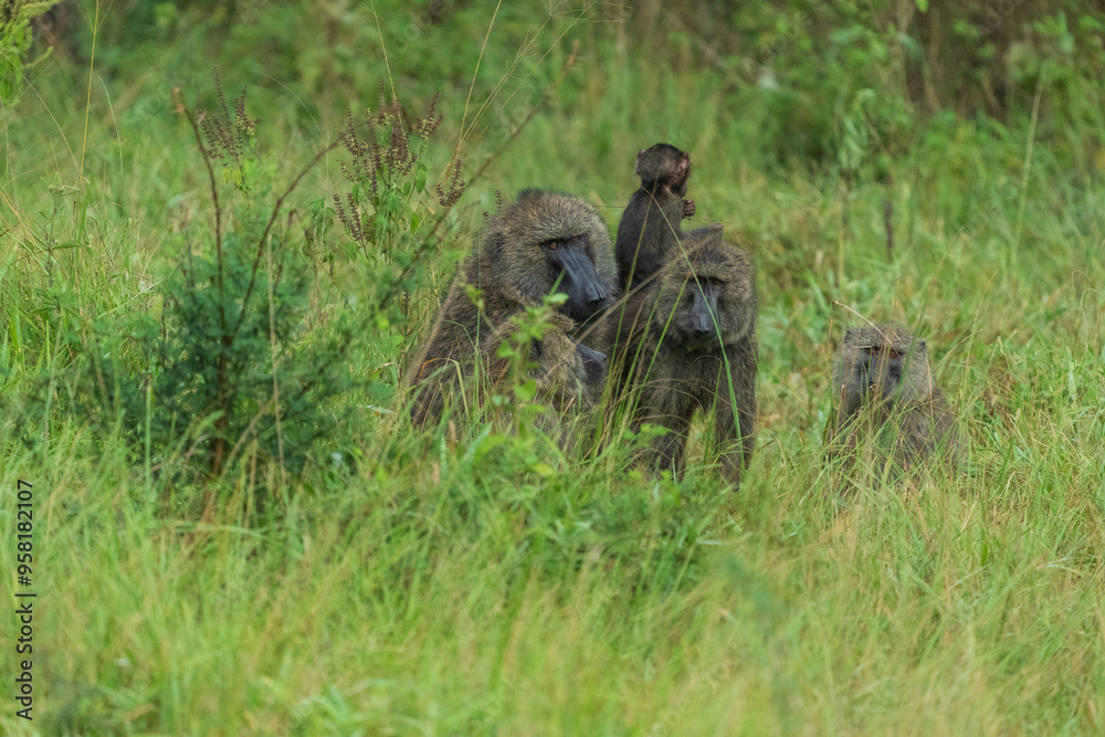 Baboon family in the savannah Baboon family in the savannah