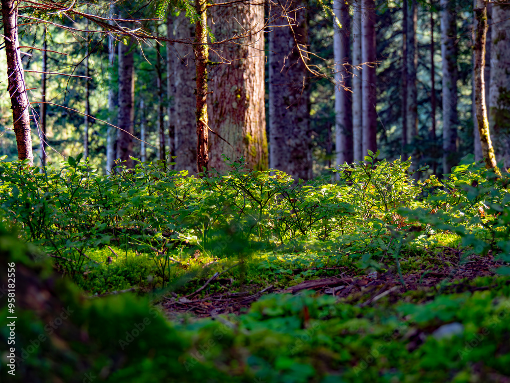 Idyllisch trockener Waldboden im Sommer Idyllisch trockener Waldboden im Sommer