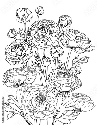 Buttercup, line black ranunculus. Sketch of flowers.